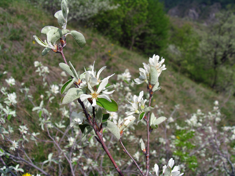 Prunus padus / Ciliegio a grappoli